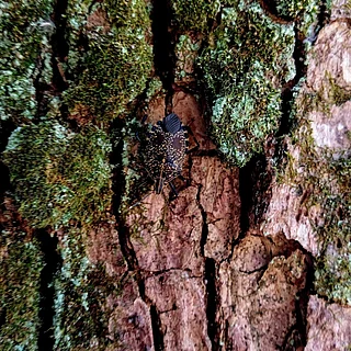 キマダラカメムシ（成虫）の写真