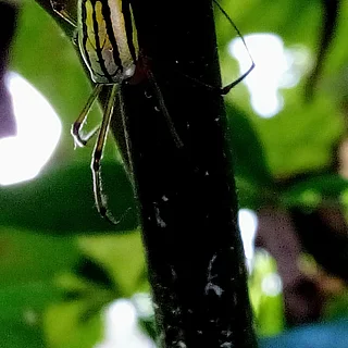 チュウガタシロカネグモ（成虫）の写真