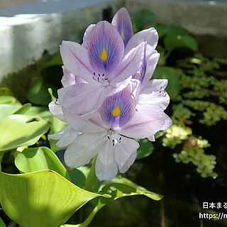 ホテイアオイ（花）の写真