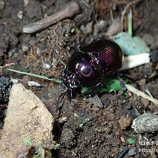 センチコガネ（成虫）の写真
