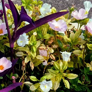 ハナウリクサ（花）の写真