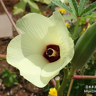 オクラ（花）の写真