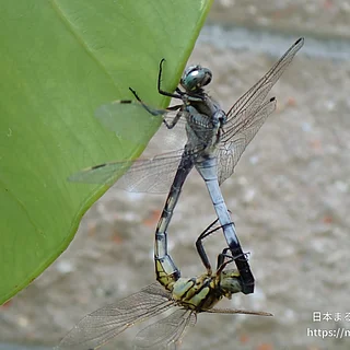 シオカラトンボ（成虫）の写真