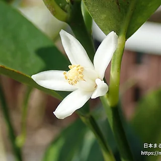 プチマル（花）の写真