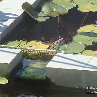 ギンヤンマ（成虫）の写真