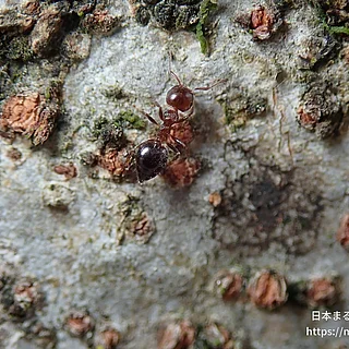 ハリブトシリアゲアリ（成虫）の写真