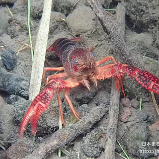 アメリカザリガニ（成体）の写真