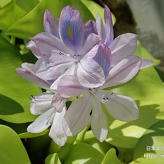 ホテイアオイ（花）の写真