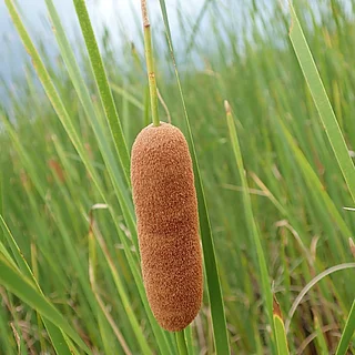 ヒメガマ（花）の写真