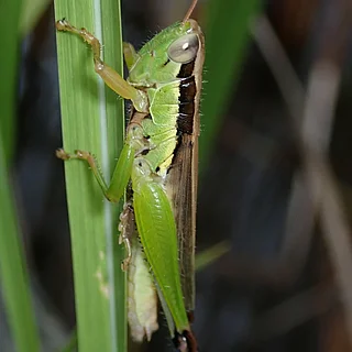 コバネイナゴ（成虫）の写真