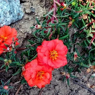 マツバボタン（花）の写真