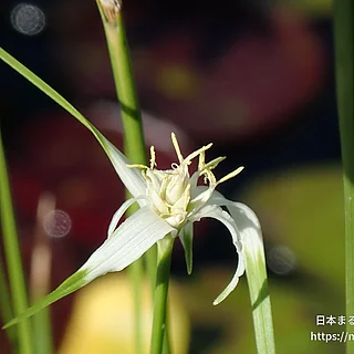 シラサギカヤツリ（花）の写真