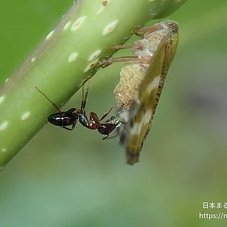 ウメマツオオアリ（成虫）の写真