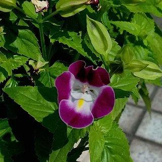 ハナウリクサ（花）の写真