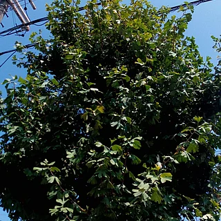 イチョウ（花・実以外）の写真