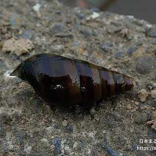 カワニナ属の写真