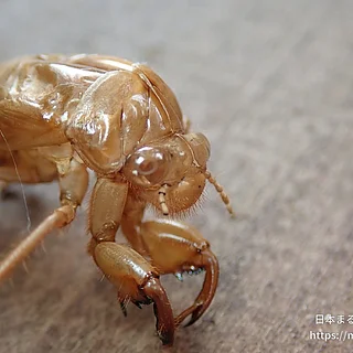 ヒグラシの写真