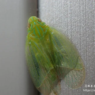 ミドリグンバイウンカの写真