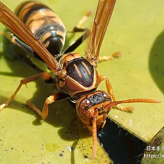 セグロアシナガバチ（成虫）の写真