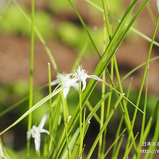 シラサギカヤツリ（花）の写真
