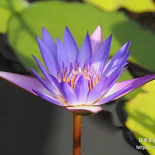 ティナ（花）の写真