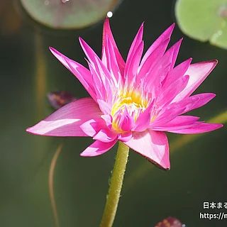マイアミローズ（花）の写真