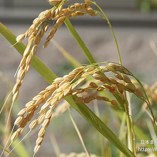 イネ（実・種子）の写真