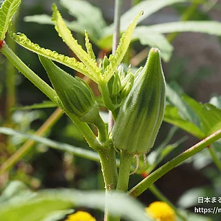 オクラ（実・種子）の写真