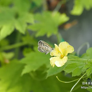 ヤマトシジミ（成虫）の写真