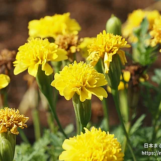 コウオウソウ（花）の写真
