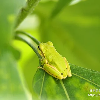 ヒガシニホンアマガエルの写真