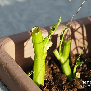 ヨウサイの写真