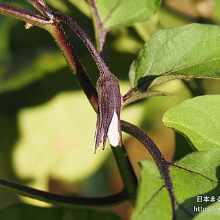 ナス（花）の写真