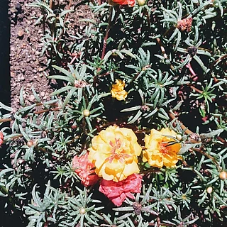 マツバボタン（花）の写真