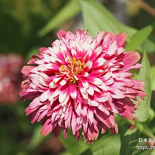 ヒャクニチソウ（花）の写真