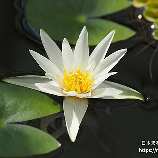 ヒツジグサ（花）の写真