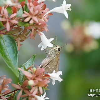 チャバネセセリ（成虫）の写真