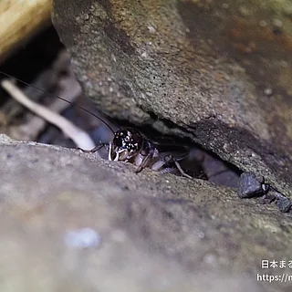 ツヅレサセコオロギ（成虫）の写真