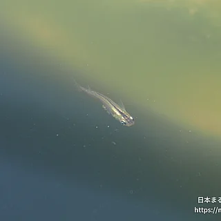 ミナミメダカ（成体）の写真