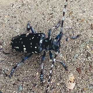 ゴマダラカミキリの写真
