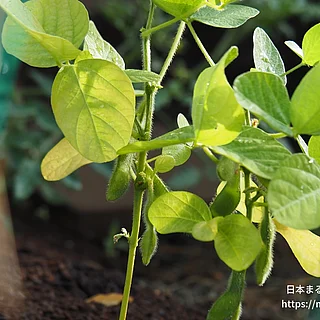 ダイズ（実・種子）の写真