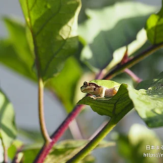 ヒガシニホンアマガエルの写真