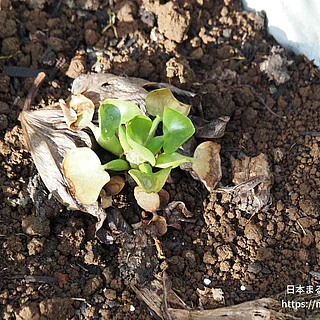 ホテイアオイの写真
