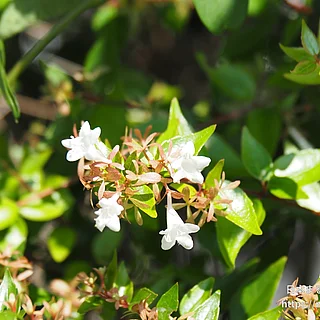 ハナツクバネウツギ（花）の写真