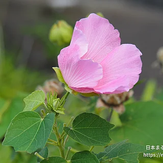 フヨウ（花）の写真