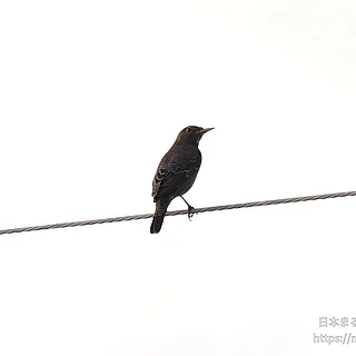イソヒヨドリの写真