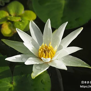 ヒツジグサ（花）の写真