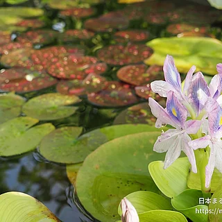 ホテイアオイ（花）の写真