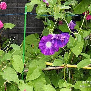アサガオ（花）の写真