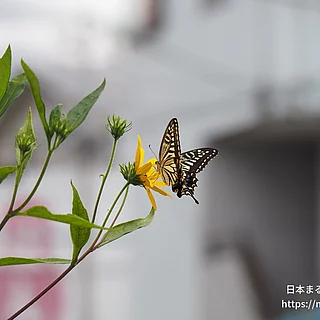 ナミアゲハの写真